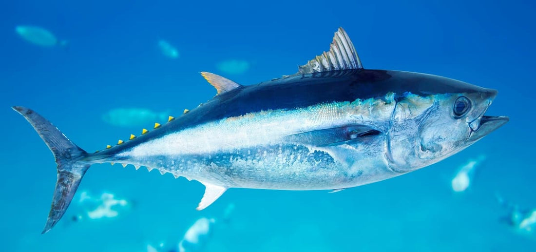 Die faszinierende Welt der Thunfische 🐟 - sardinishop.com