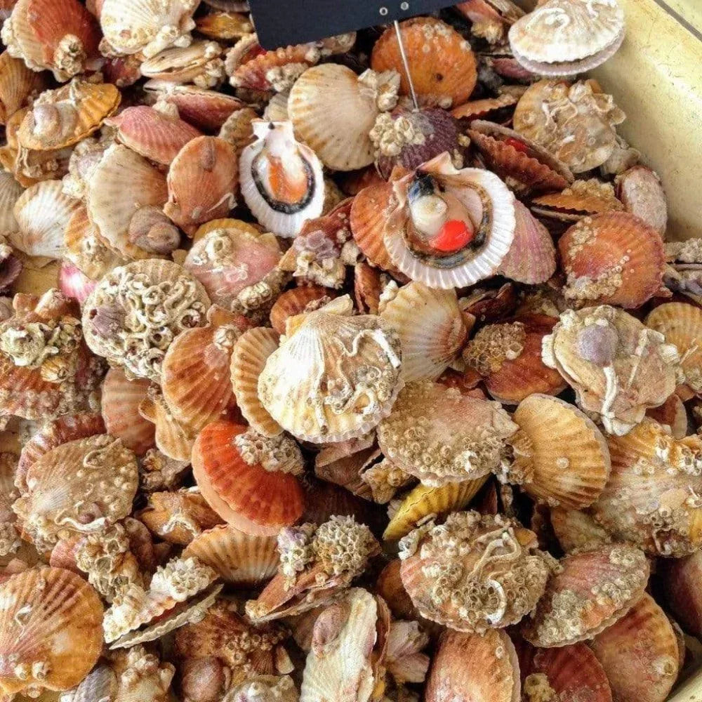 Kammmuscheln in Sauce-Vieira
